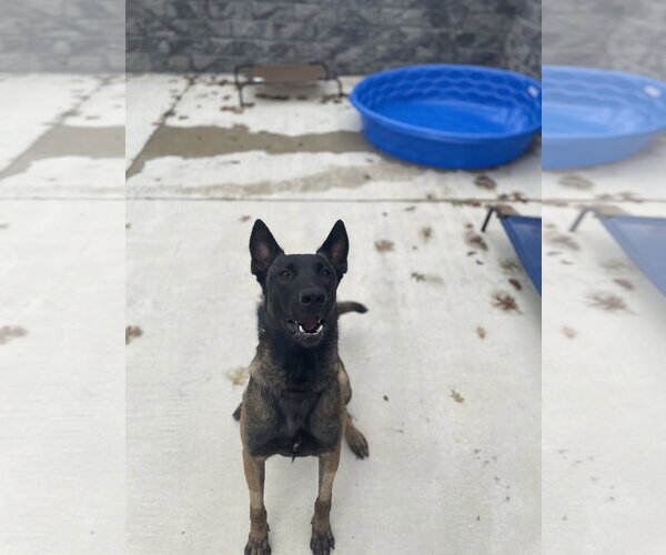 Medium Photo #1 Mutt Puppy For Sale in Lancaster, PA, USA