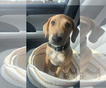 Small #8 Chihuahua-Labrador Retriever Mix
