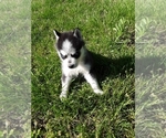 Small Photo #3 German Shepherd Dog-Siberian Husky Mix Puppy For Sale in NEOSHO, MO, USA
