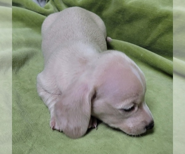 Medium Photo #6 Dachshund Puppy For Sale in SALISBURY, NC, USA