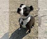 Small American Pit Bull Terrier Mix