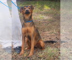 Small #3 Mutt