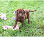 Mabel - Female Labrador Retriever Puppy for Sale - Small photo