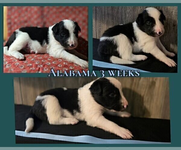 Medium Photo #41 Border Collie Puppy For Sale in BROOKFIELD, MO, USA
