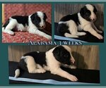 Small #6 Border Collie