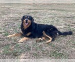 Small Photo #1 English Shepherd Puppy For Sale in WAYNESBORO, TN, USA