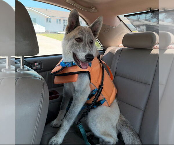 Medium Photo #5 Huskies -Unknown Mix Puppy For Sale in Dana Point, CA, USA