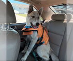Small #4 Huskies  Mix