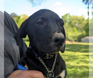 Labrador Retriever-Unknown Mix Dogs for adoption in Milner, GA, USA