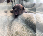 Small Photo #6 French Bulldog Puppy For Sale in SCOTTSDALE, AZ, USA