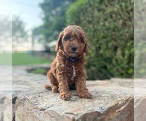 Miniature Labradoodle Puppy for sale in COATESVILLE, PA, USA