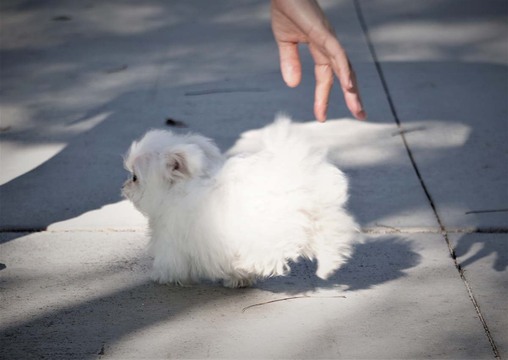 Medium Photo #9 Maltese Puppy For Sale in FULLERTON, CA, USA