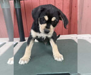 ShiChi Dogs for adoption in Mundelein, IL, USA