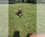 Small #3 Beagle Mix