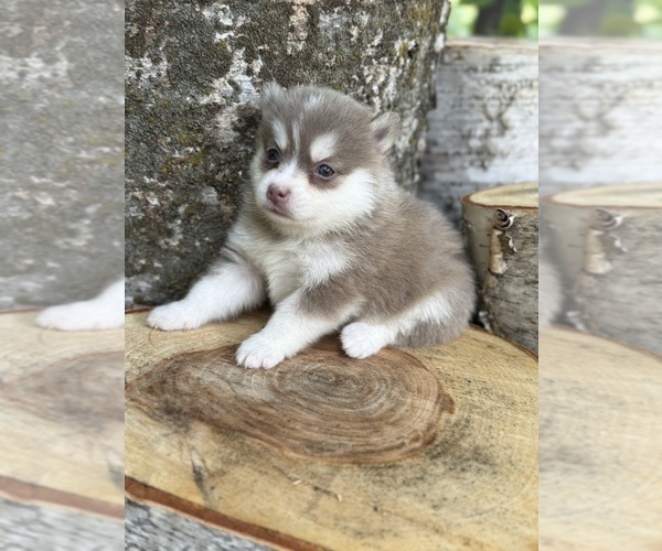 Medium Photo #15 Pomsky Puppy For Sale in STAPLES, MN, USA