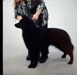Small Photo #1 Belgian Sheepdog Puppy For Sale in HARRISBURG, IL, USA
