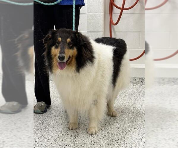 Medium Photo #1 Collie Puppy For Sale in Canfield, OH, USA