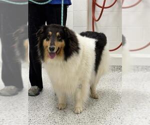 Collie Dogs for adoption in Canfield, OH, USA
