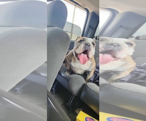 Mother of the English Bulldog puppies born on 05/31/2025