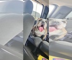 Small Photo #1 English Bulldog Puppy For Sale in MARION, IN, USA
