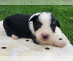 Small Photo #9 Australian Shepherd Puppy For Sale in CROCKER, MO, USA