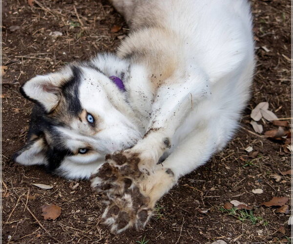 Medium Photo #3 Siberian Husky Puppy For Sale in Carrollton, TX, USA