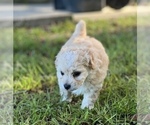 Small Photo #15 Bichpoo Puppy For Sale in MELROSE, FL, USA