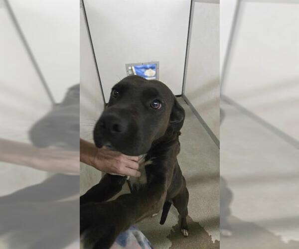 Medium Photo #1 American Pit Bull Terrier-Labrador Retriever Mix Puppy For Sale in Stockton, CA, USA