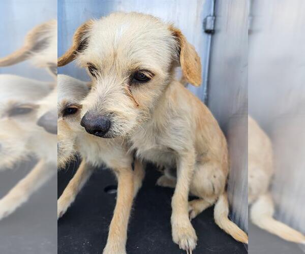 Medium Photo #1 Mutt Puppy For Sale in San Antonio, TX, USA