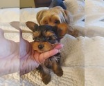 Small #1 Yorkshire Terrier