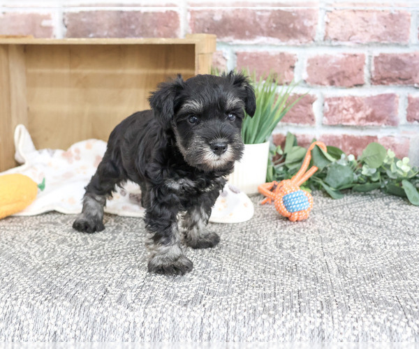 Medium Photo #2 Schnauzer (Miniature) Puppy For Sale in SYRACUSE, IN, USA