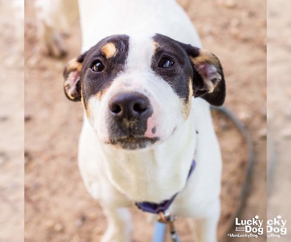 Medium Photo #1 Coonhound-Jack Russell Terrier Mix Puppy For Sale in Washington, DC, USA