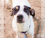 Small Coonhound-Jack Russell Terrier Mix