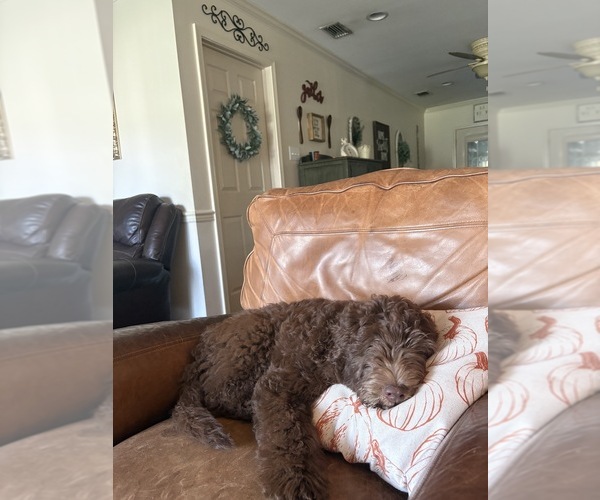 Medium Photo #2 Aussiedoodle-Labradoodle Mix Puppy For Sale in DAPHNE, AL, USA