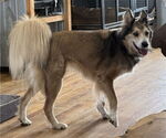 Small #3 Collie Mix