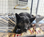 Small #1 German Shepherd Dog Mix