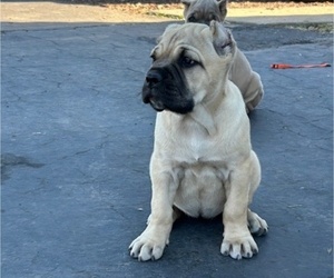 Cane Corso Litter for sale in OCEANSIDE, CA, USA