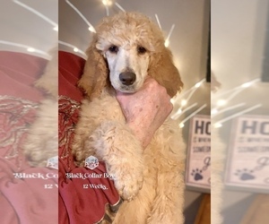 Poodle (Standard) Puppy for sale in PAW PAW, MI, USA