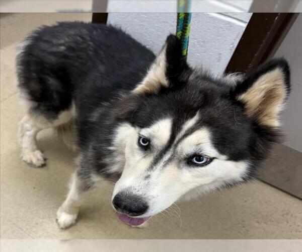 Medium Photo #1 Siberian Husky Puppy For Sale in Derwood, MD, USA