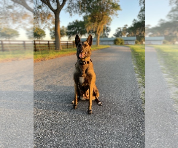 Medium Photo #10 Belgian Malinois Puppy For Sale in WILLISTON, FL, USA