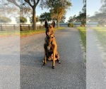 Small #9 Belgian Malinois