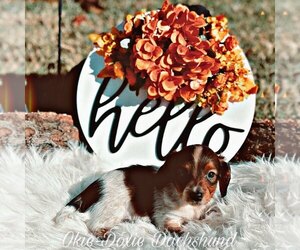 Dachshund Puppy for sale in OKC, OK, USA
