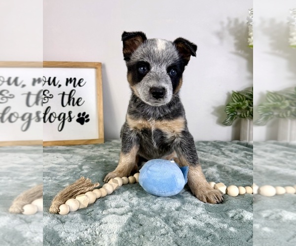 Medium Photo #5 Australian Cattle Dog Puppy For Sale in GREENFIELD, IN, USA