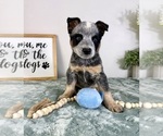 Small #4 Australian Cattle Dog