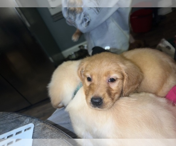 Medium Photo #7 Golden Retriever Puppy For Sale in WARWICK, RI, USA