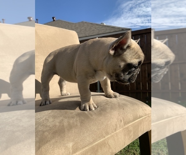 Medium Photo #5 French Bulldog Puppy For Sale in MESQUITE, TX, USA