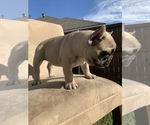 Small Photo #5 French Bulldog Puppy For Sale in MESQUITE, TX, USA