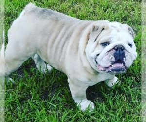 Father of the Bulldog puppies born on 09/30/2021