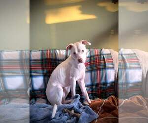 Peppermint Patti - Female Mutt Dog for Adoption - Photo #2