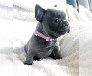 French Bulldog Puppy for sale in CHULA VISTA, CA, USA